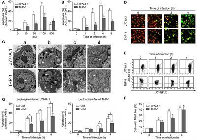 Bid-Induced Release of AIF/EndoG from Mitochondria Causes Apoptosis of Macrophages during Infection with Leptospira interrogans